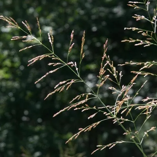 thumbnail for publication: Biology and Management of Johnsongrass (Sorghum halepense) in Ornamental Crop Production and Landscapes